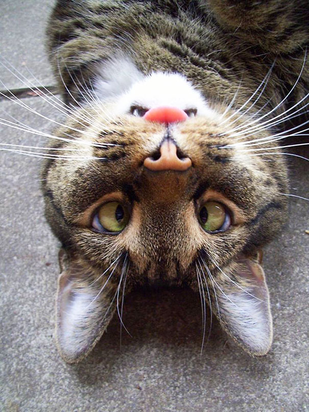 Upside Down Cat's Face Looks Like Angry Bunny