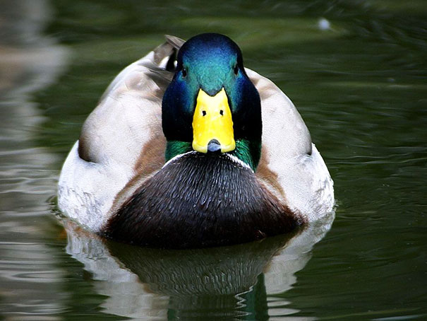 You Just Realized All Ducks Are Actually Wearing Dog Masks