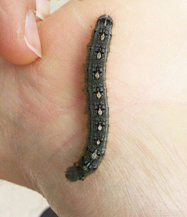 This Caterpillar Looks Like It Has Tiny Penguins On It's Back