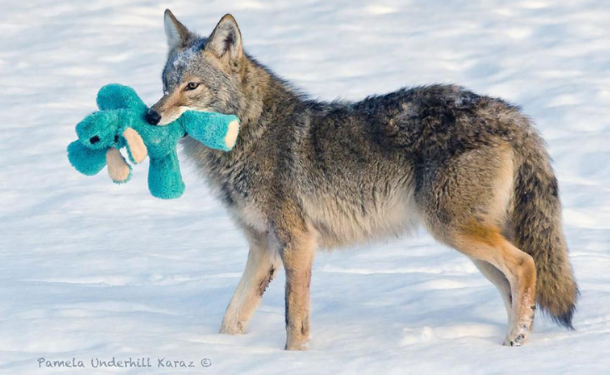 Wild Coyote Finds A Toy And Proves That Wild Animals Are As Playful As Pets