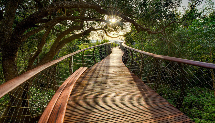 Esta pasarela en Ciudad del Cabo permite a los amantes de la naturaleza pasear sobre las copas de los árboles