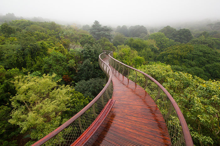 This Canopy Walkway Lets You Walk Above The Trees In Cape Town