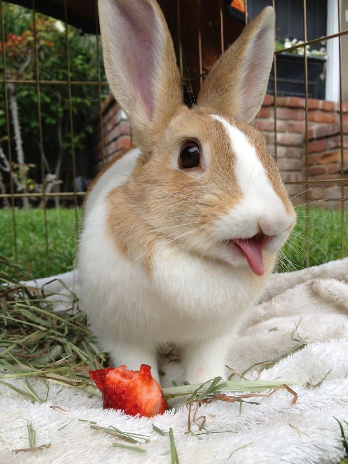 Cute Animals Eating Strawberry