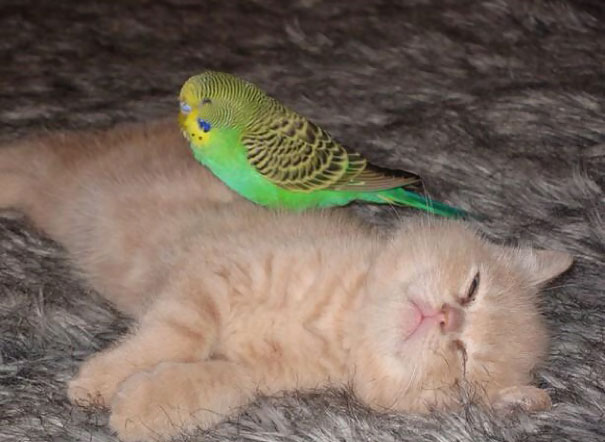 Cat And Parakeet