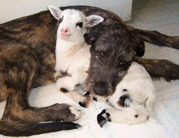 Dog And Lamb