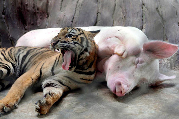 Tiger And Pig