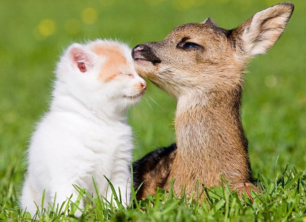 Kitty And Bambi