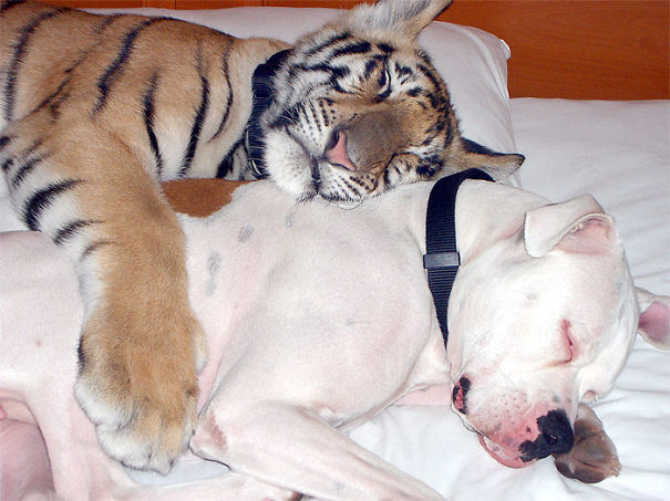 Tiger And Dog