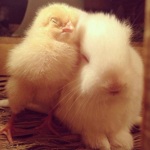 Chick And Bunny