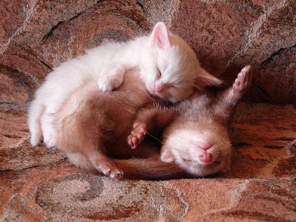 Kitty And Ferret