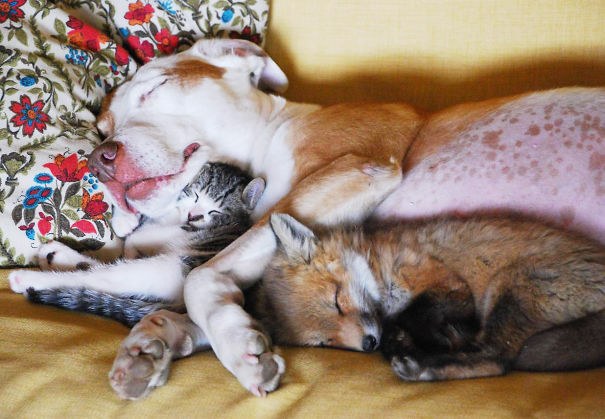 Dog, Kitty And Fox