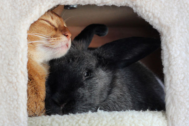 Cat And Rabbit
