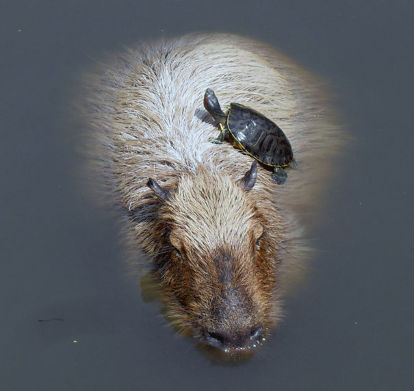 Capybara And Turtle