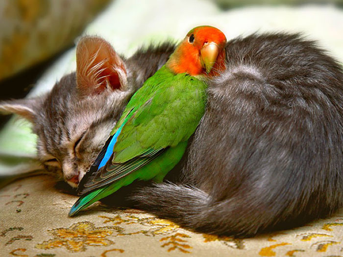 78 Unlikely Sleeping Buddies That Will Melt Your Heart