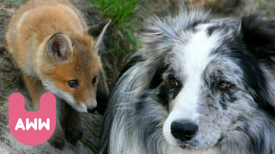 Dog And Fox Become Friends