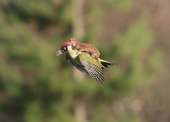 Baby Weasel Takes A Magical Ride On Woodpecker’s Back