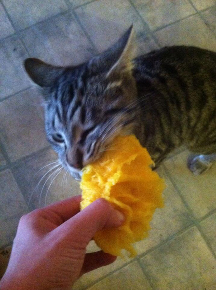 Cat Eating Mango
