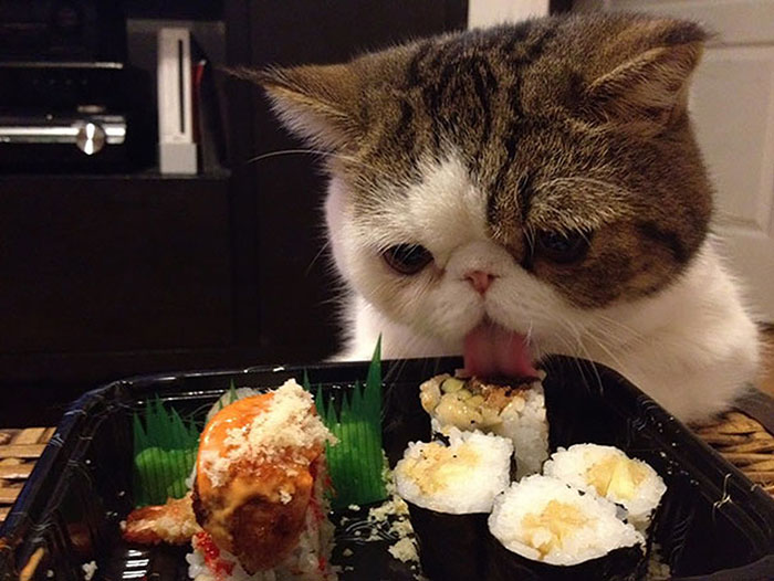 Cat Eating Sushi
