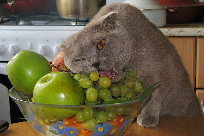 Cat Eating Grapes