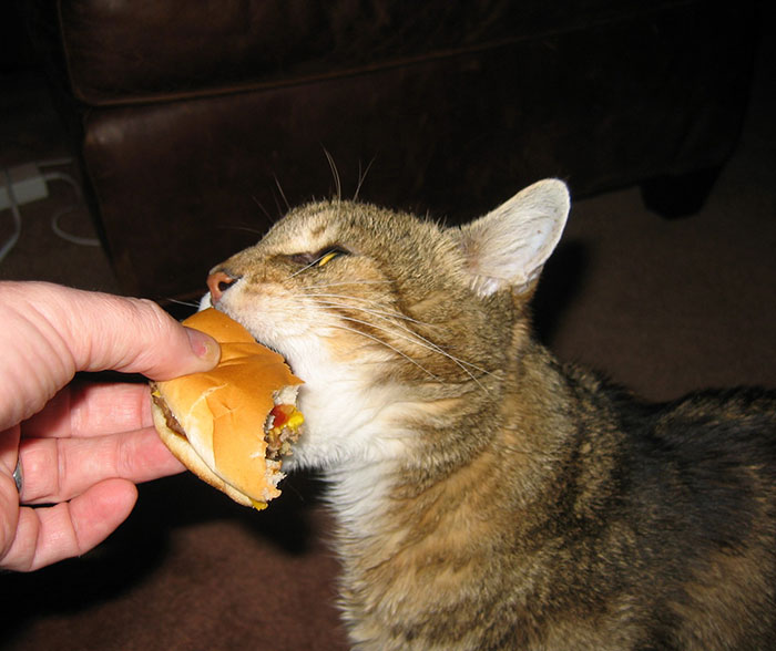 Cat Eating Burger