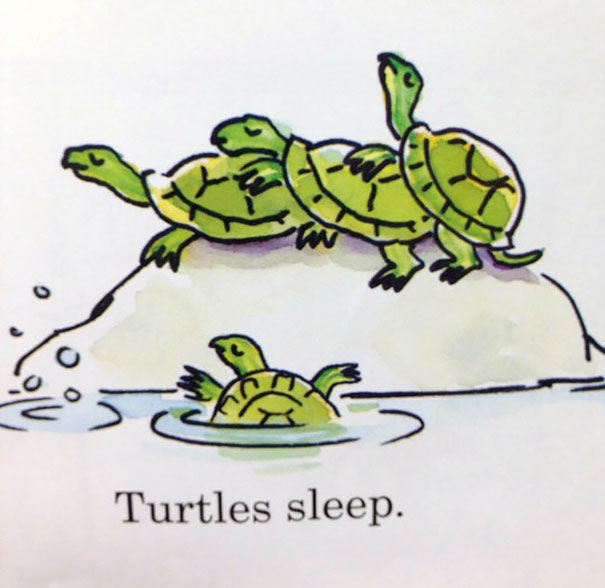 Turtles Sleep