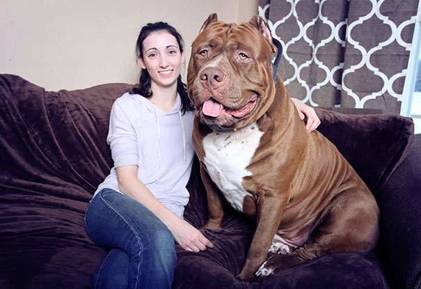 Hulk, At 173 Lbs, Might Be The World's Biggest Pitbull And He's Still Growing!