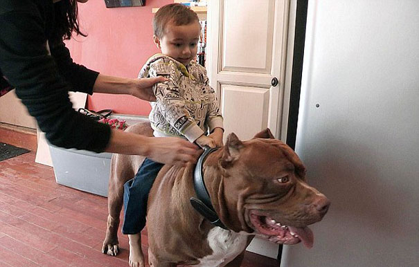 Hulk, At 173 Lbs, Might Be The World's Biggest Pitbull And He's Still Growing!