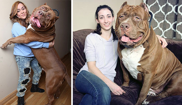 Hulk, At 173 Lbs, Might Be The World’s Biggest Pitbull And He’s Still Growing!