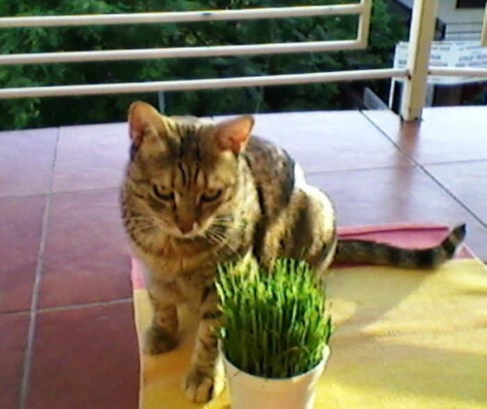 My Cat Šaca Loves Wheat