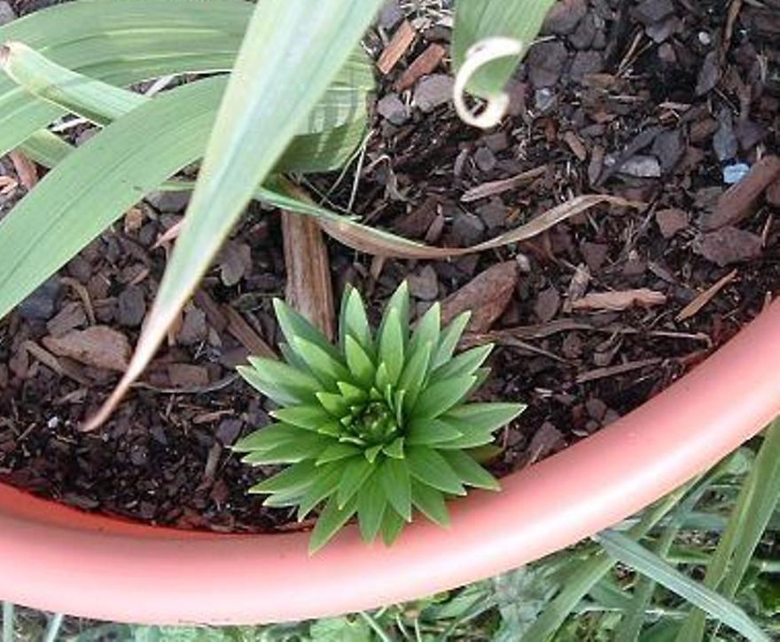 Young Lily Before Blooming