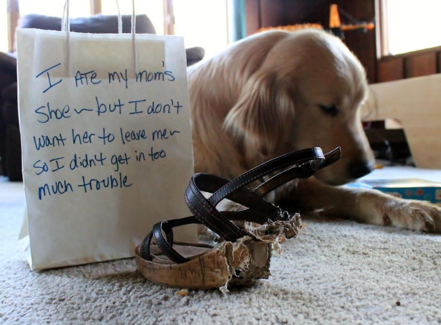 10 Ultimate Dog Shaming Pictures