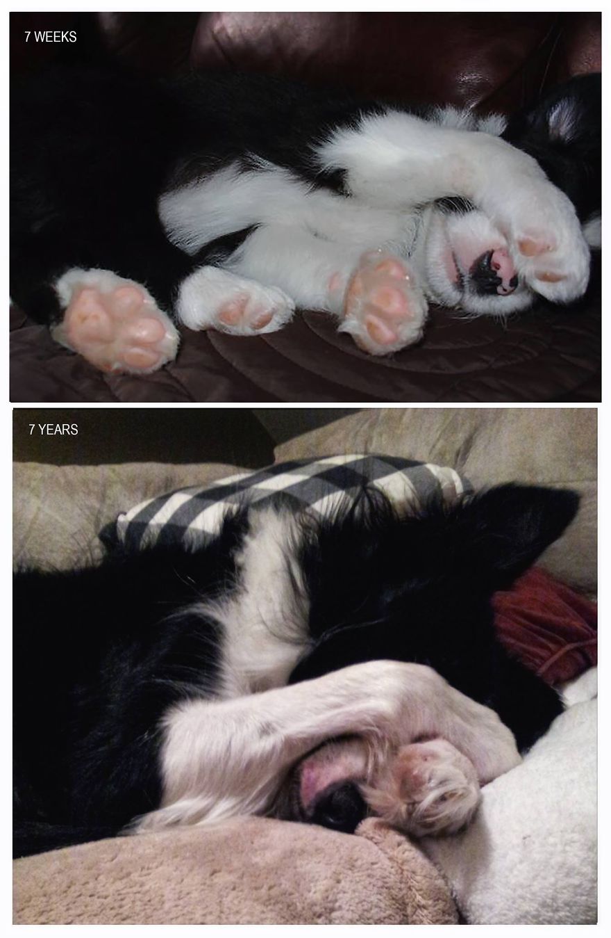 7 Weeks And 7 Years. Our Border Collie, Coal.
