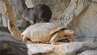 Lazy Fat-ass Hyrax Using Tortoise Taxi Service