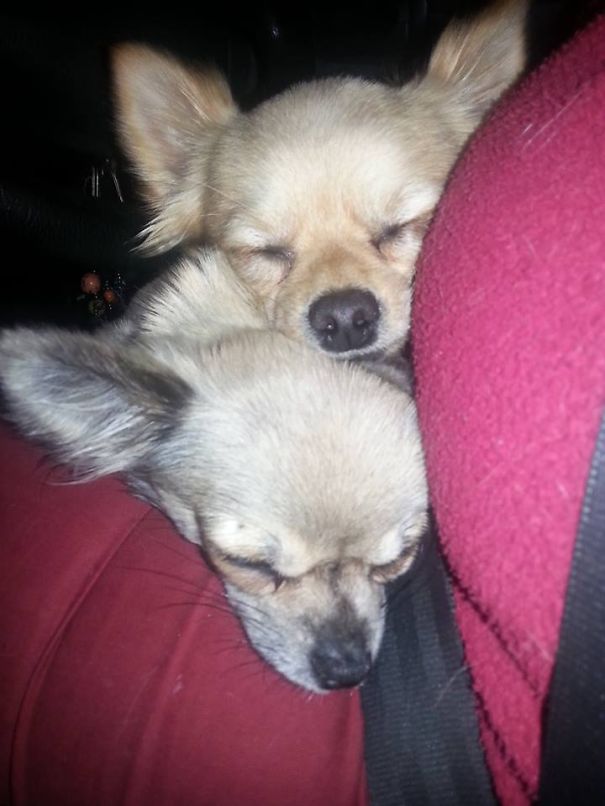 Chihuahua Love - Sammy And Minnie