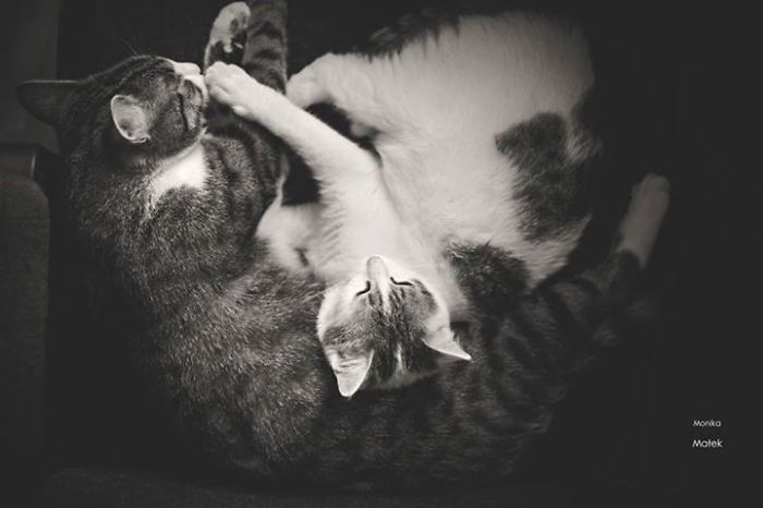 My Two Cats Have Fallen In Love With Each Other