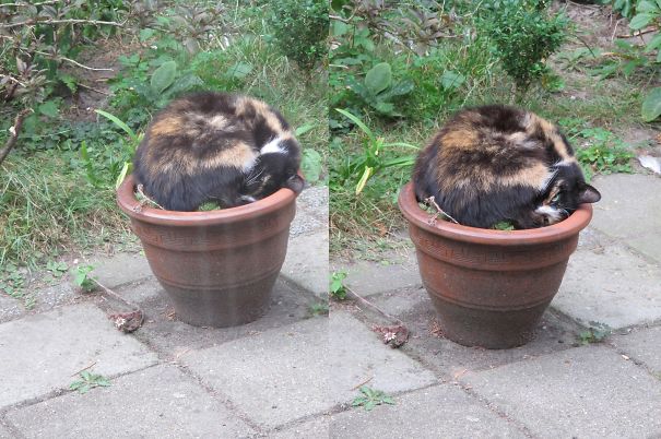 I Have A Cat Plant Too