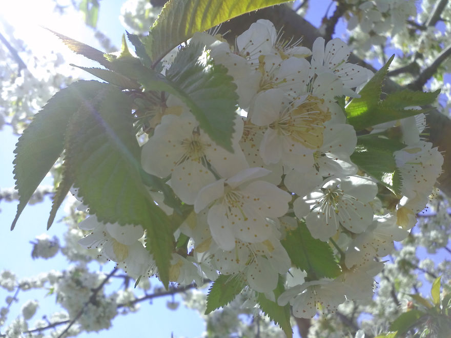 Defining True Natural Beauty — The Magic Of Cherry Blooming, In Picture And Text (part 2) Defining True Natural Beauty — The Magic Of Cherry Blooming, In Picture And Text (part 2)