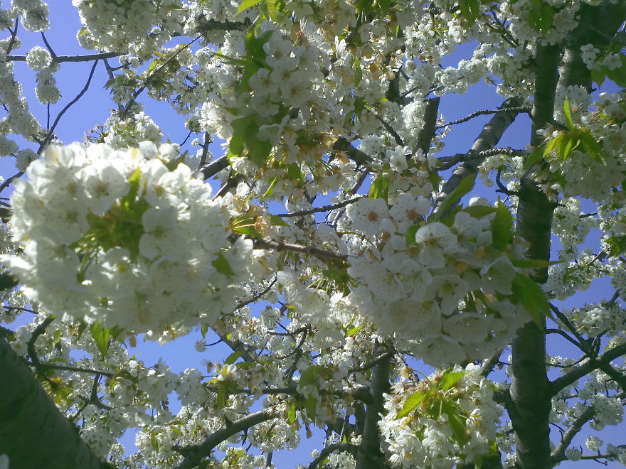 Defining True Natural Beauty — The Magic Of Cherry Blooming, In Picture And Text (part 2) Defining True Natural Beauty — The Magic Of Cherry Blooming, In Picture And Text (part 2)