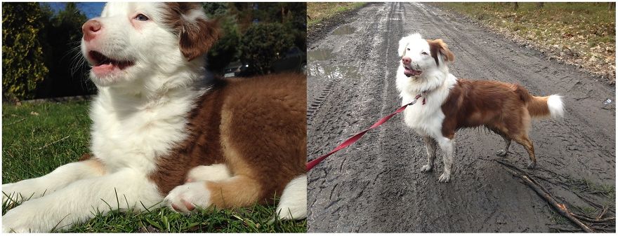 My Aussie Bella, The 1,5 Year Difference, Still Likes To Be Dirty