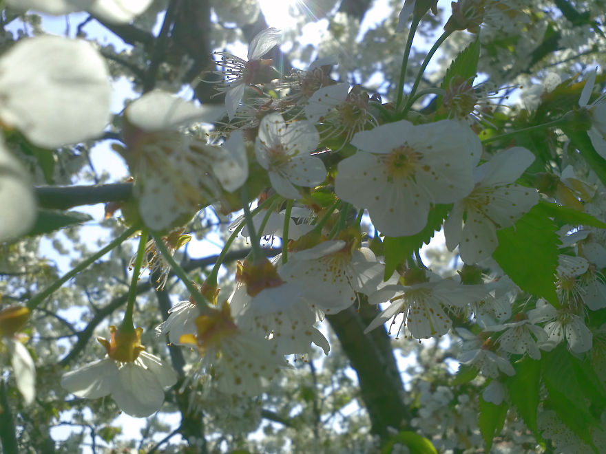 Defining True Natural Beauty — The Magic Of Cherry Blooming, In Picture And Text (part 2) Defining True Natural Beauty — The Magic Of Cherry Blooming, In Picture And Text (part 2)