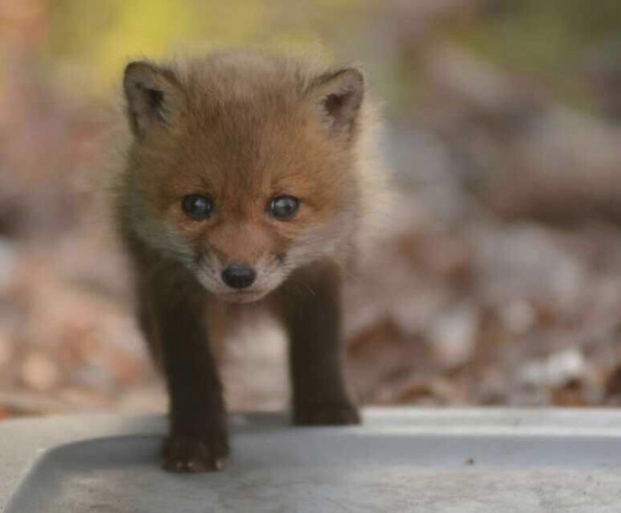 Father And Daughter Find Baby Foxes In Their Backyard