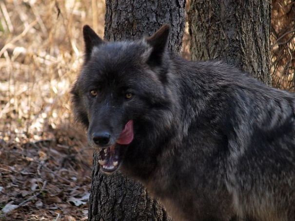Wolf