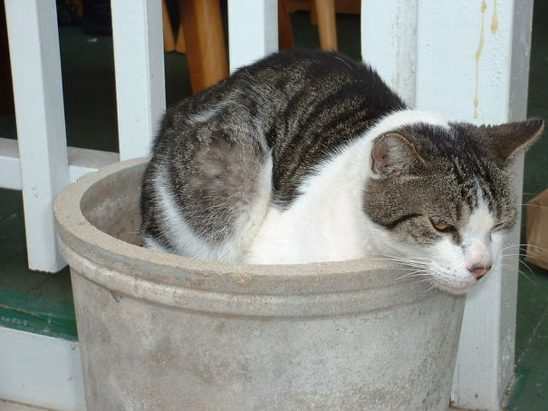 I Knew It Was Getting Cold When Scampy Headed For The Flower Pot