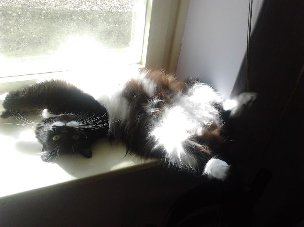 My Silly Kitty Loves Sun