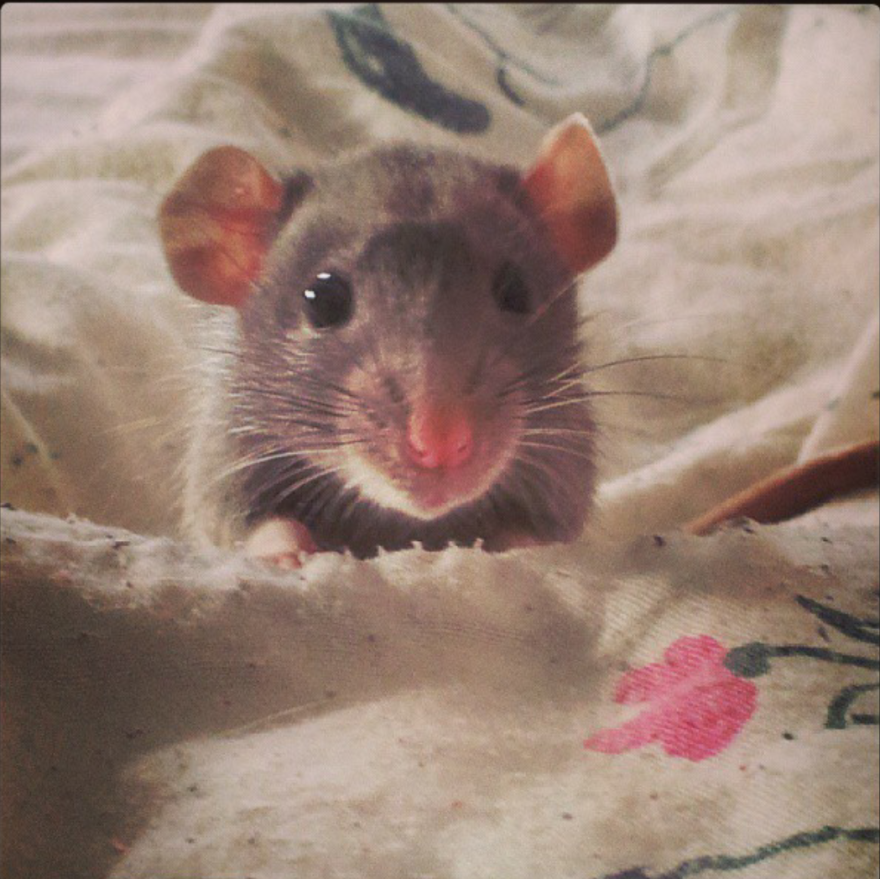 Cute Little Rat