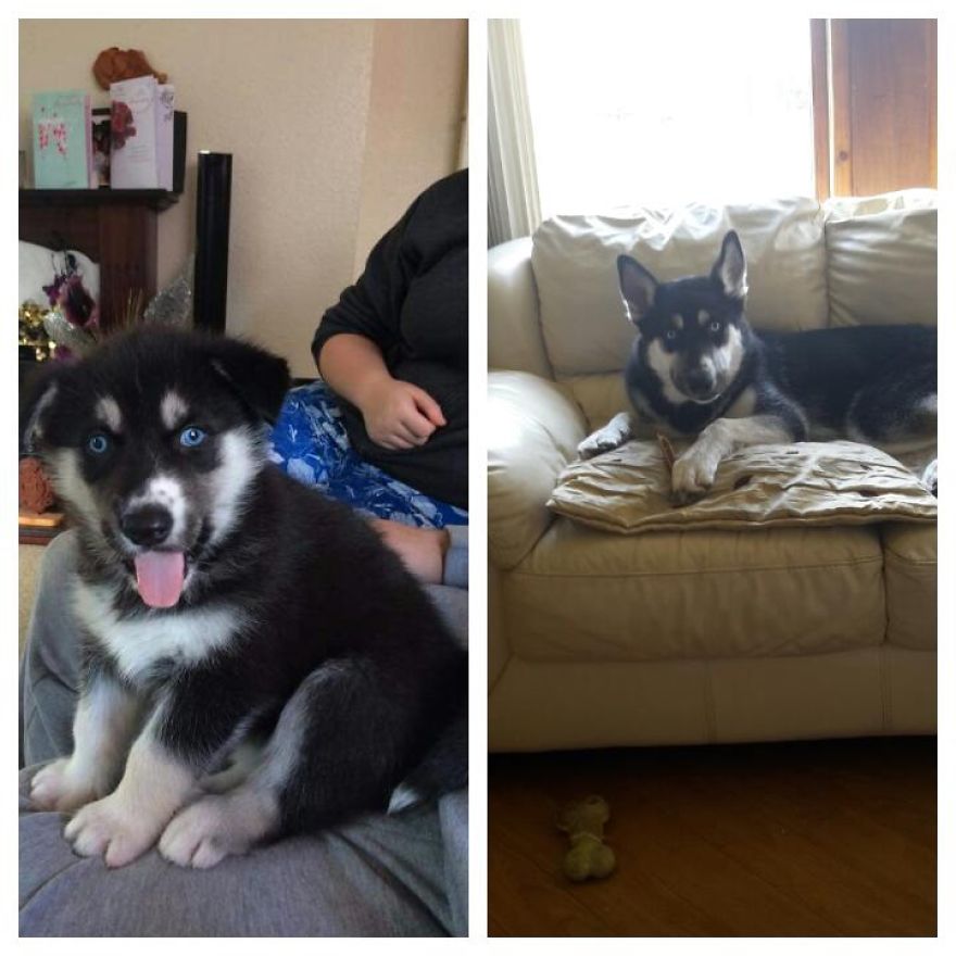 Piper My Husky Puppy At 5 Weeks To 8months, Such As Big Difference.