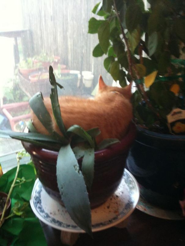 Gus Gus And His Pot. He Loved It So Much That He Killed The Plant To Have It All To Himself.