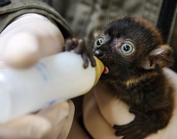 Baby Black Lemur