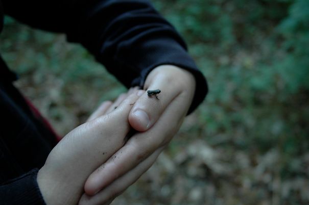 Tiniest Frog Ever