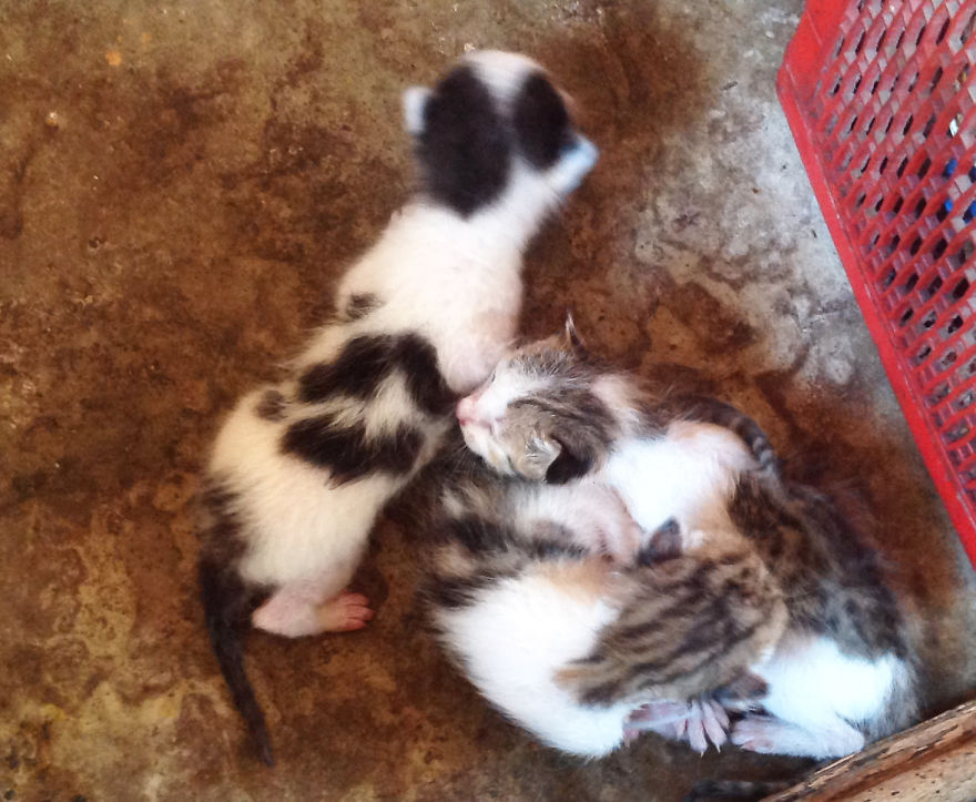 Adorable Bundles Of Fur - Four Days Old Kittens